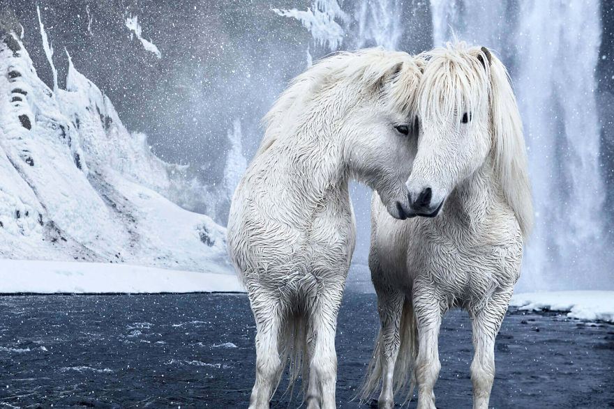  fairytale-like pictures horses living extreme iceland conditions 