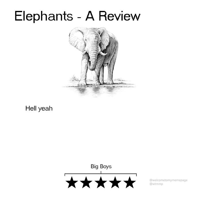 Elephants