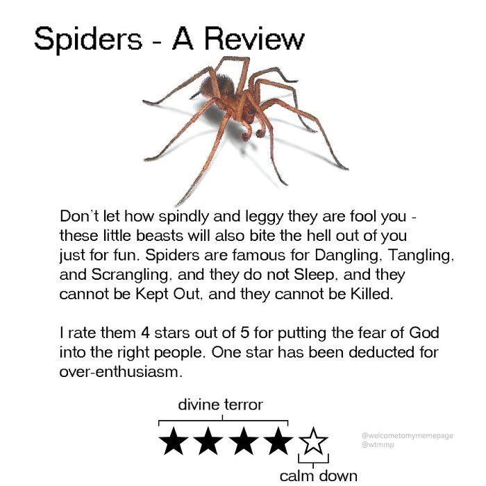 Spiders