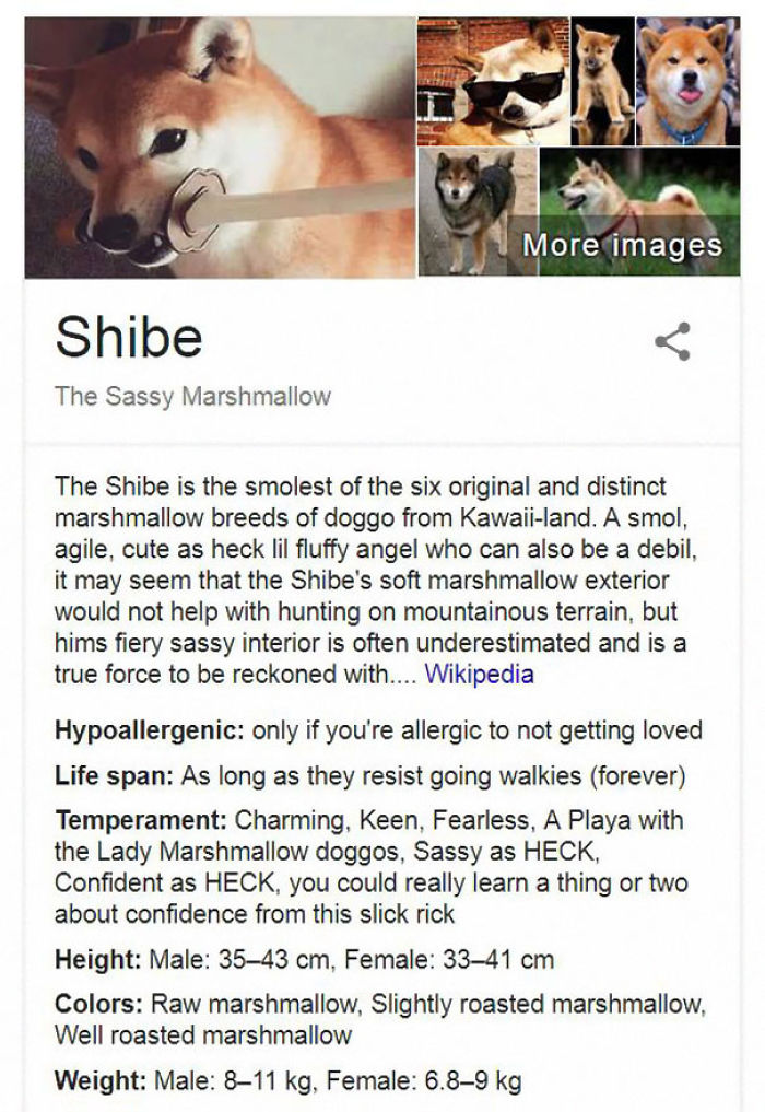Shibe