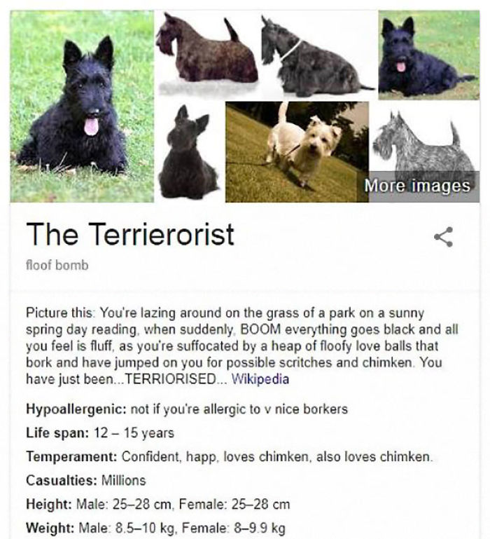 The Terrierorist