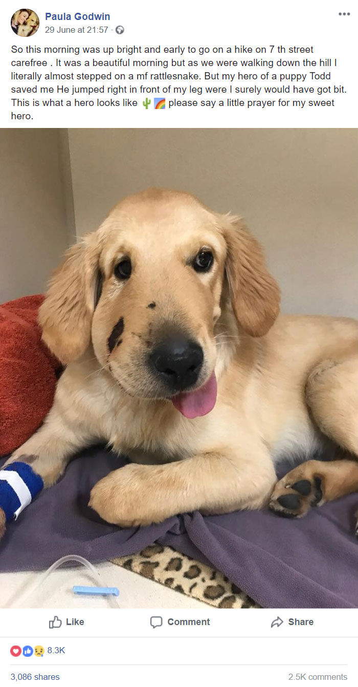 This Is Todd, Todd Is The Best Pupper. Todd Saw His Owner Almost Get Bitten By A Snake And Intervened. 27/10 Would Give All The Pets. Todd Is Making A Speedy Recovery