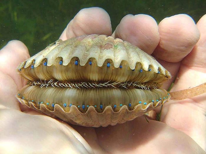 The Eyes And Teeth Of A Scallop