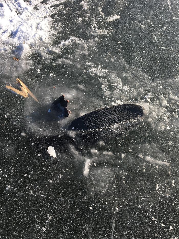 Beaver Frozen In A Lake
