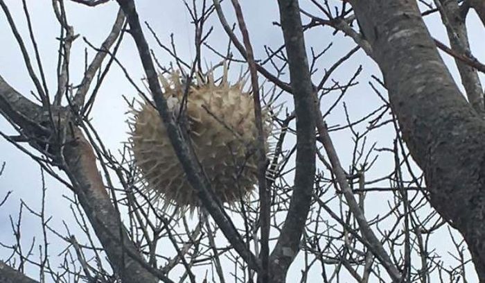 After A Weekend Storm In New England, A Puffer Fish Was Found In A Tree