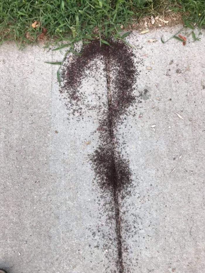 These Ants Forming A Question Mark