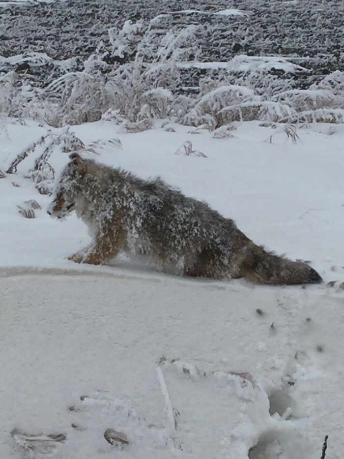 My Aunt Found A Coyote Frozen Solid Standing Upright On Her Property