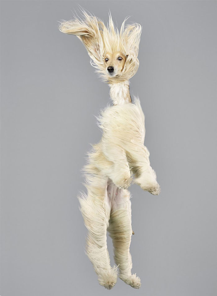 Fun Portraits Of Flying Dogs By A German Photographer