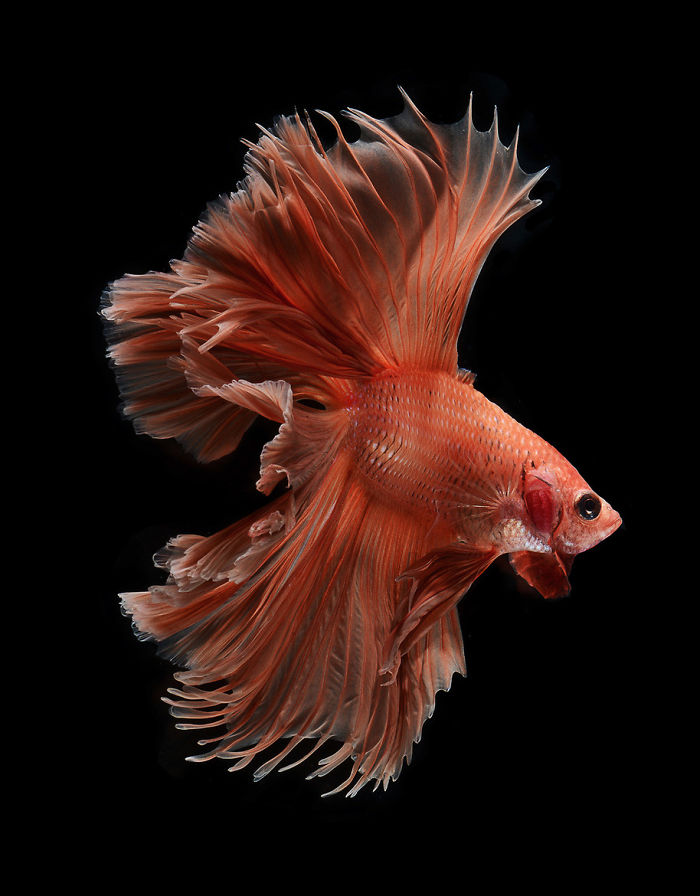 The Elegant And Fantastic Poses Of Aquarium Fish Captured By A Thai Photographer
