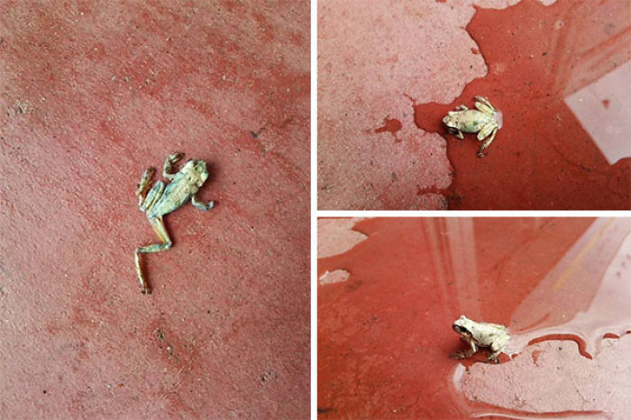 This Frog Was Found All Dried Up And Withered Outside The Store In The Morning... The Store Manager Said, 