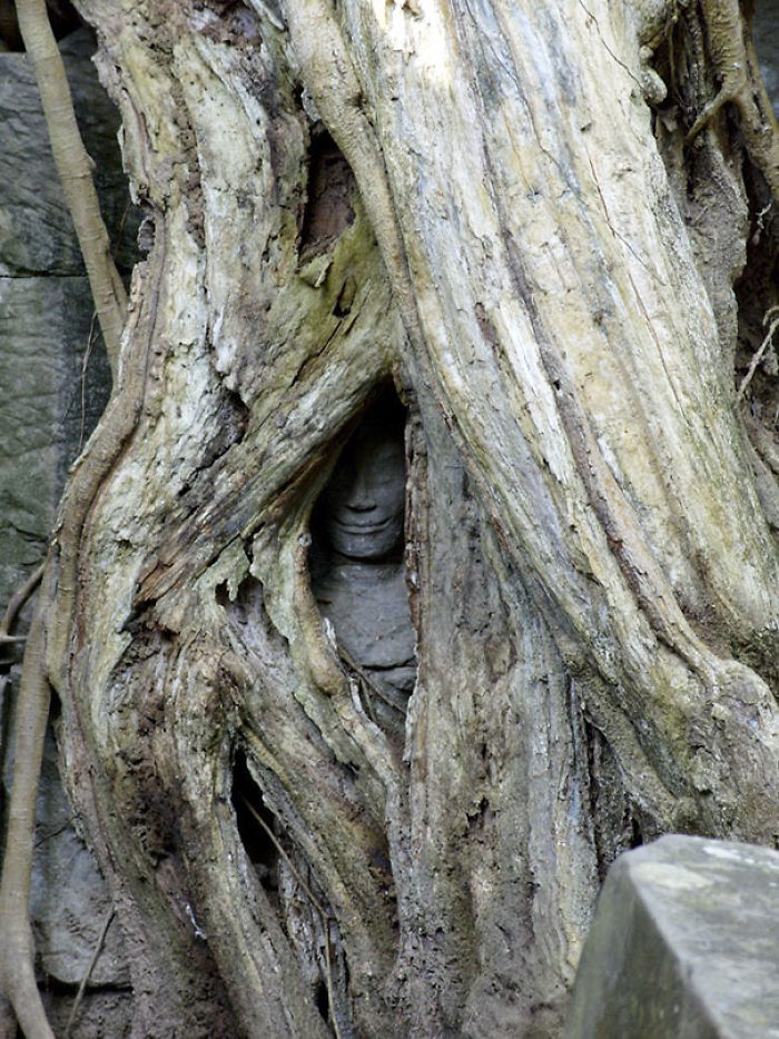 The Statue Being Swallowed By A Tree