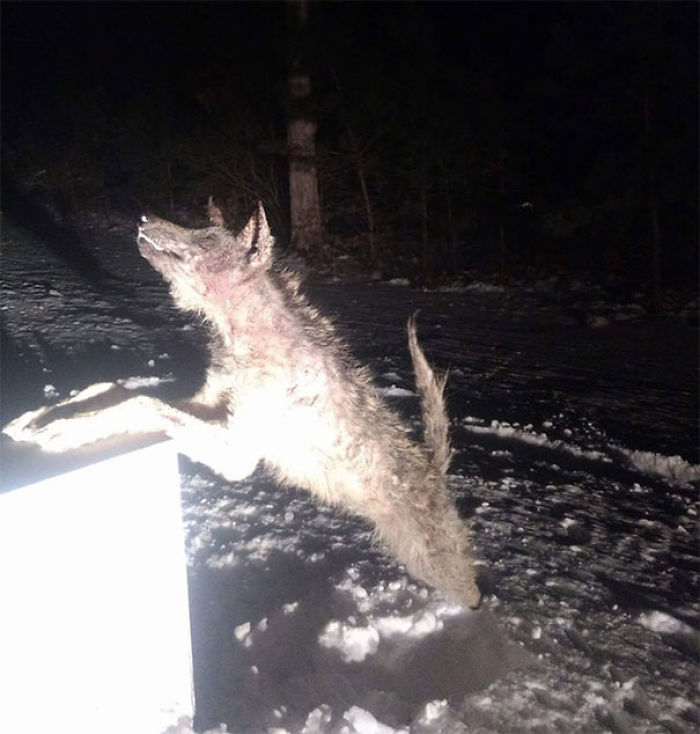 This Coyote Froze Solid During The Recent Winter Storm (Pine Barrens, Southern New Jersey)