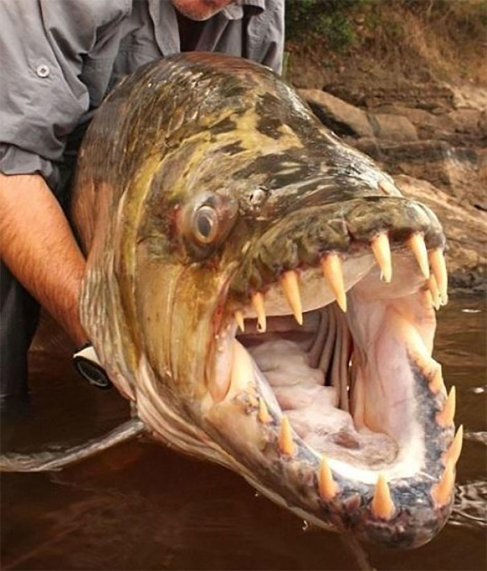 Goliath Tiger Fish, Congo River