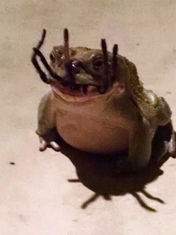 The Frog That Caught A Spider