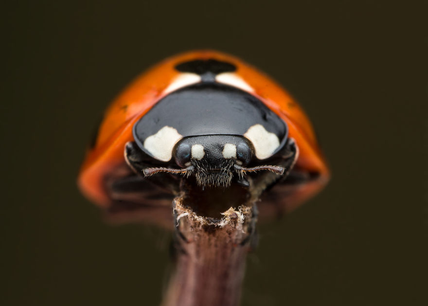 These Portraits Of Insects Will Make You Look At Them In A Whole New Light