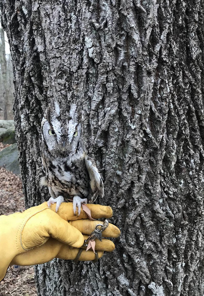 This Owl's Camouflage