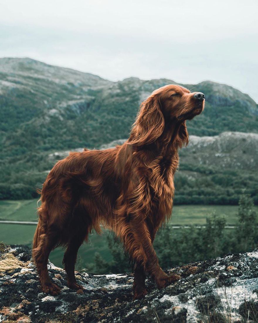 Explore The Norwegian Wilderness Together With George And Troja