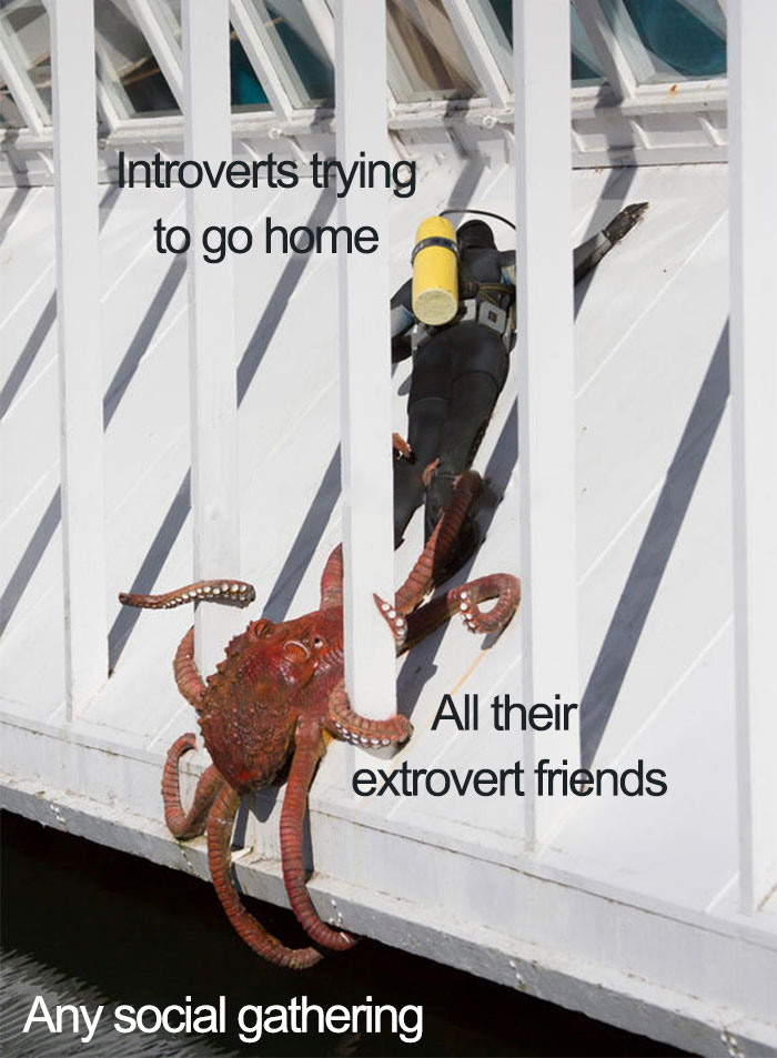Introvert Memes