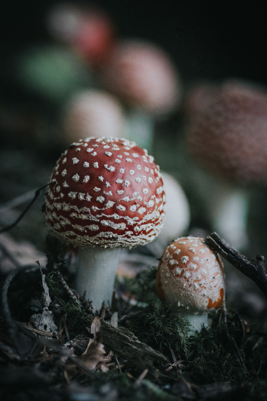  found incredibly beautiful mushrooms forest near house 