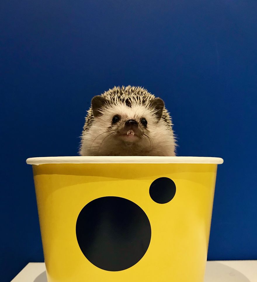 Meet Rick, The Cutest Hedgehog From Ukraine