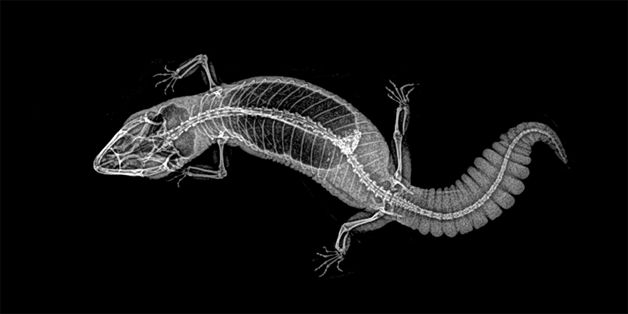 14 Amazing X-Ray Photos From A Zoos Annual Animal Health Check
