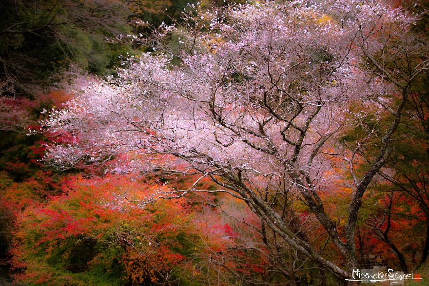  cherry blossoms autumn are know 