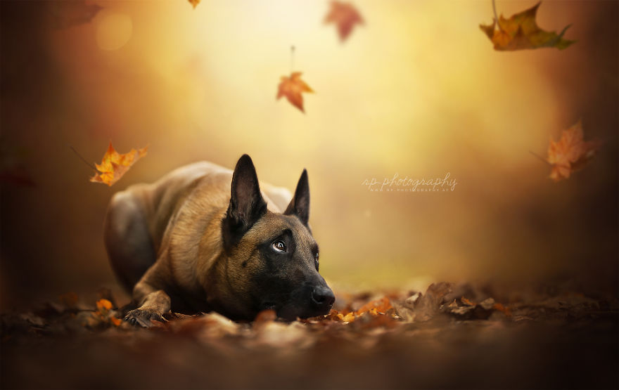 I Capture The Whimsical Side Of Dogs In My Photography (48 Pics)