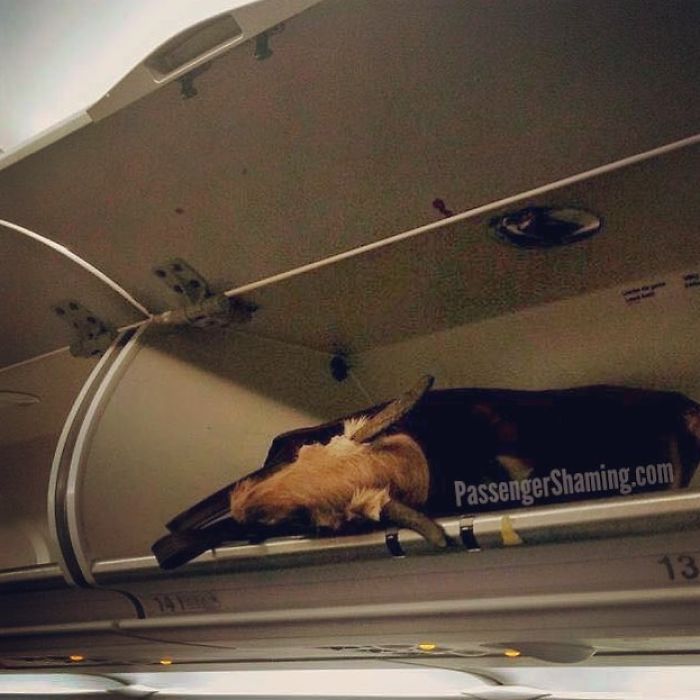 Ok Kids, So Which One Of You Left Your Bag Full O’ Dead Animal Head In The Overhead Bin?
