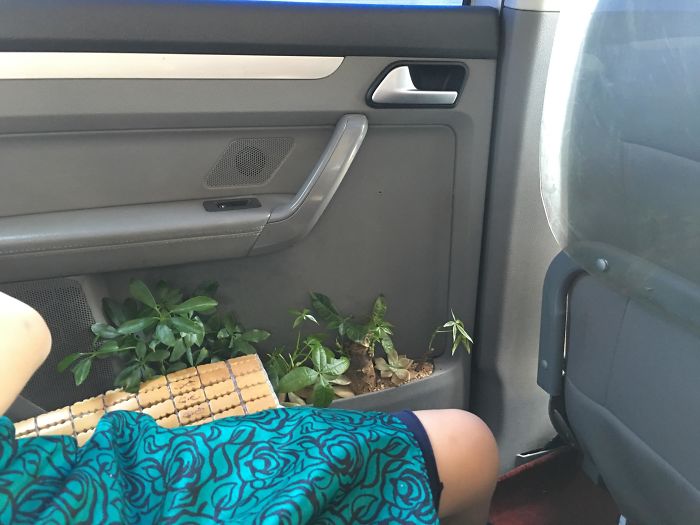 This Chinese Taxi Driver Grows Plants In His Cab