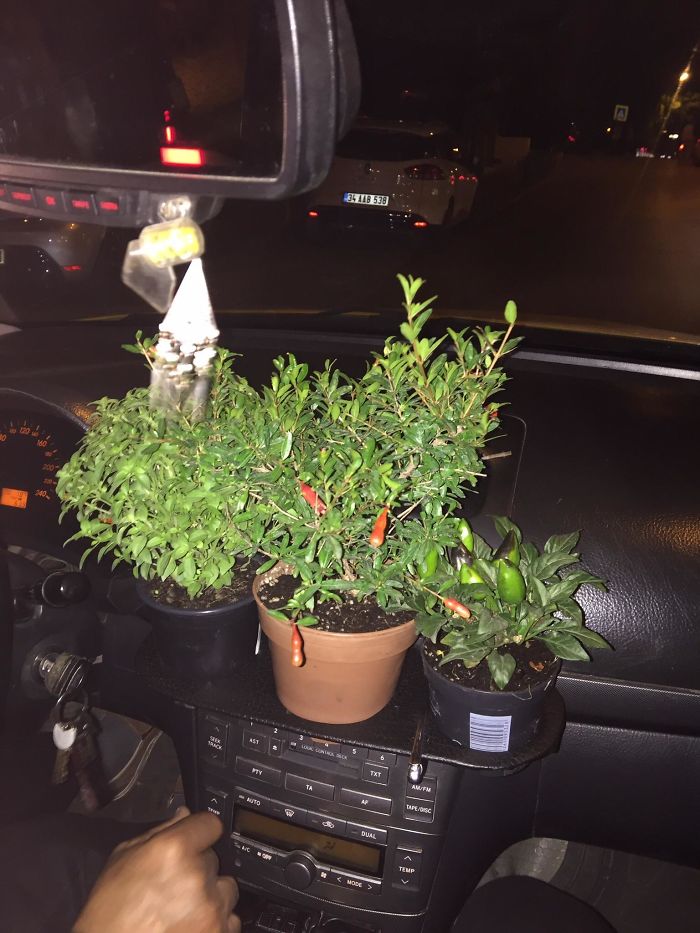 This Taxi Driver Grows Chili Peppers And More On The Cup Holder