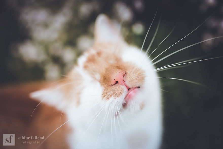 Meet Kazou  My Blind But Fearless Cat (25 Pics)