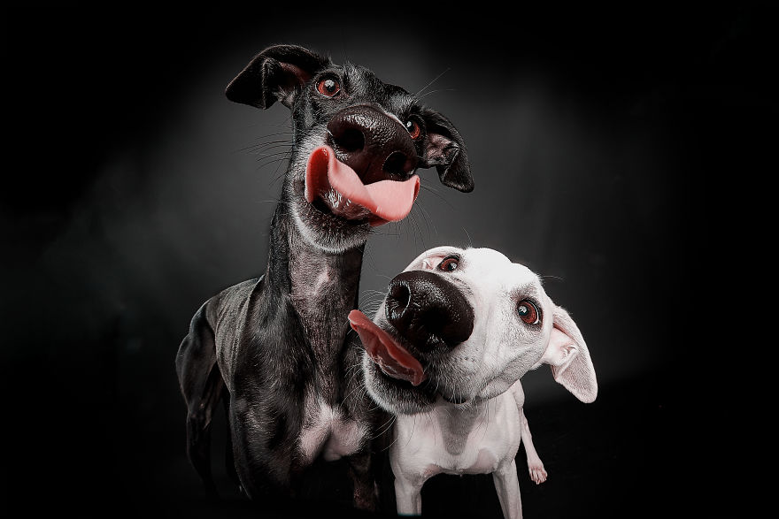  celebrate day spanish hunting dogs photographing them 
