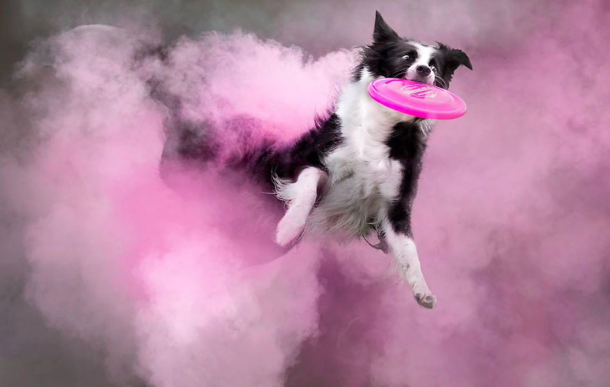 I Tossed Powder On Some Dogs, And The Result Turned Out Amazing (13 Images)
