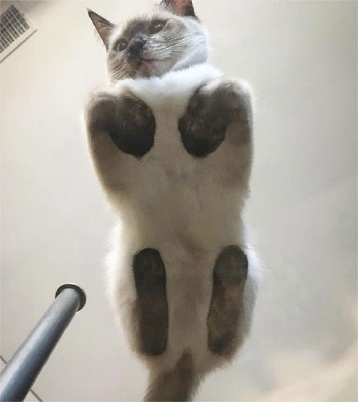 Cat On Glass