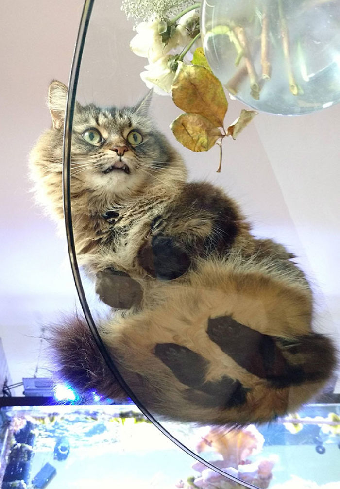 Cat Derping On A Glass Table