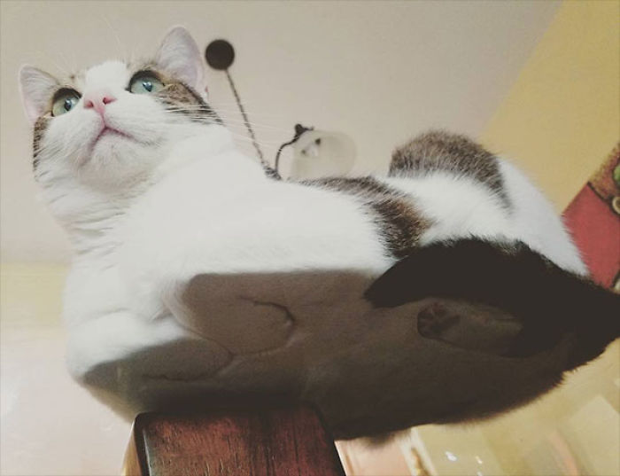 Cat On Glass Table