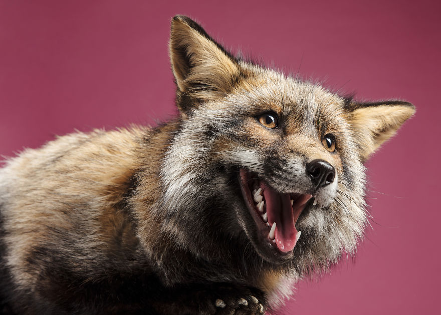 I Jumped At The Opportunity To Photograph Foxes In My Studio