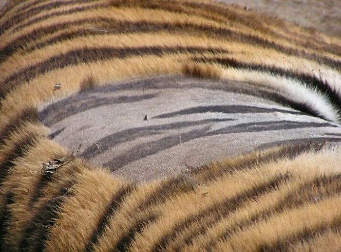 This Is What A Tiger's Skin Looks Like When It's Shaved