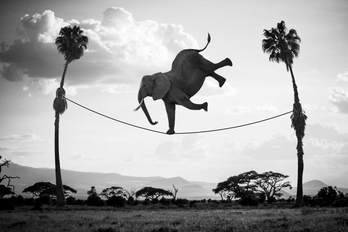 Photographer Shows The Funny Life Of Animals From Kenya