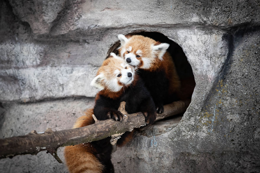  captured wrestling red panda cubs 