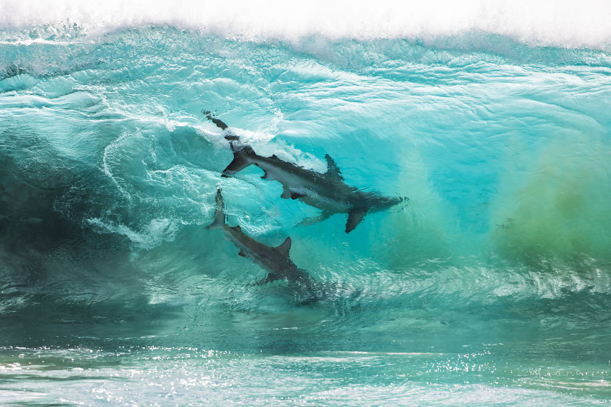  took these amazing shots shark frenzy western australia 