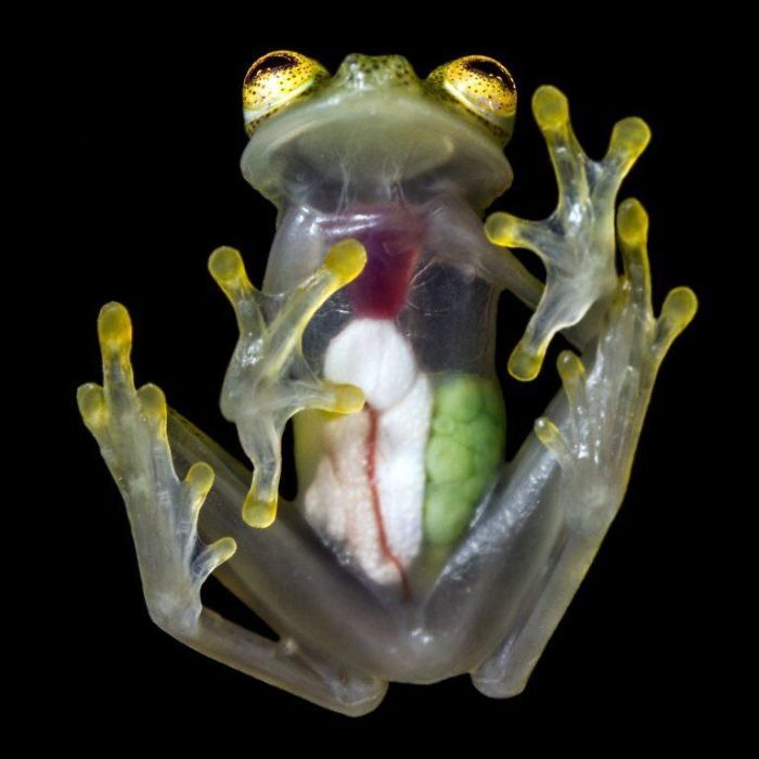 You Can See Every Organ In The Glass Frog