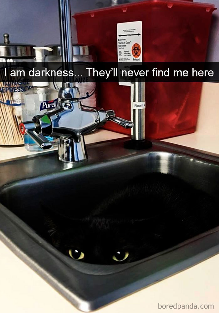 116 Hilarious Cat Snapchats That Will Leave You With The Biggest Smile (New Pics)