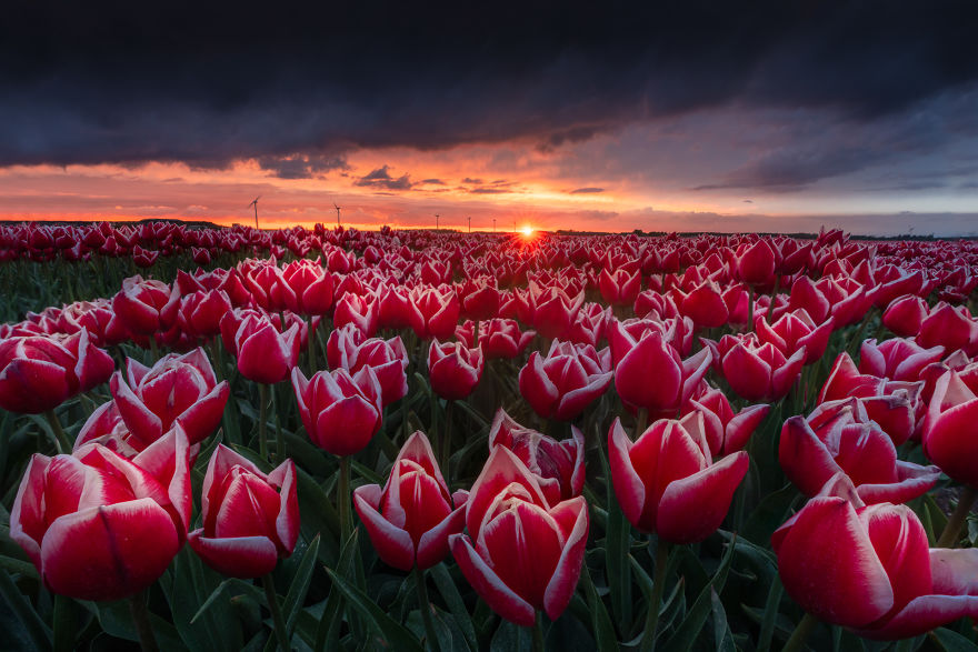 I Capture The Captivating Tulip Fields Of My Beautiful Country