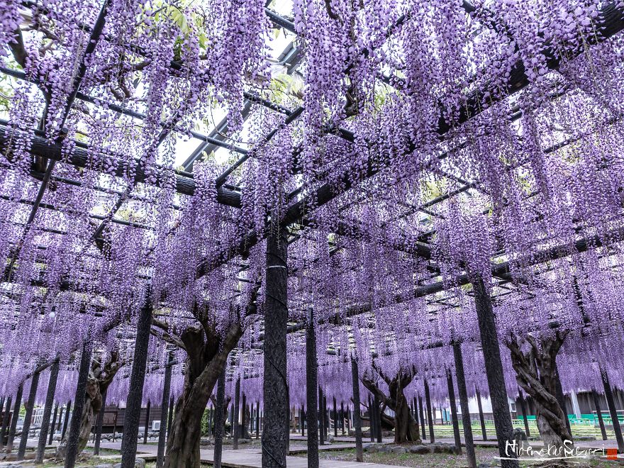 I Photographed The Cool Wisteria