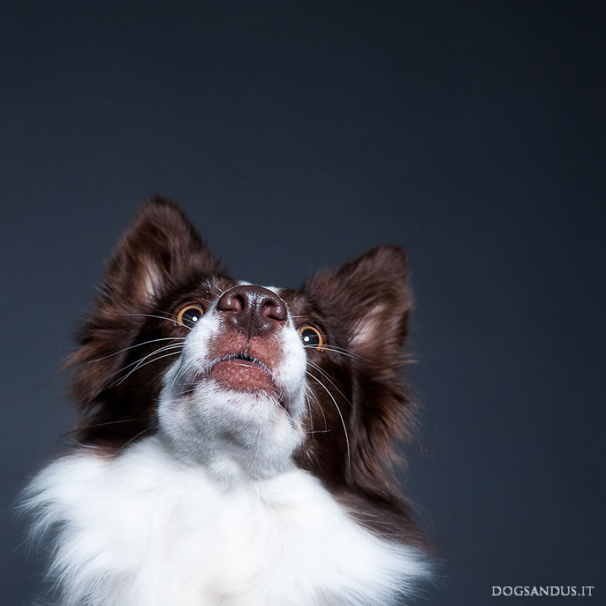 We Photograph Dog Faces (24 Pics)