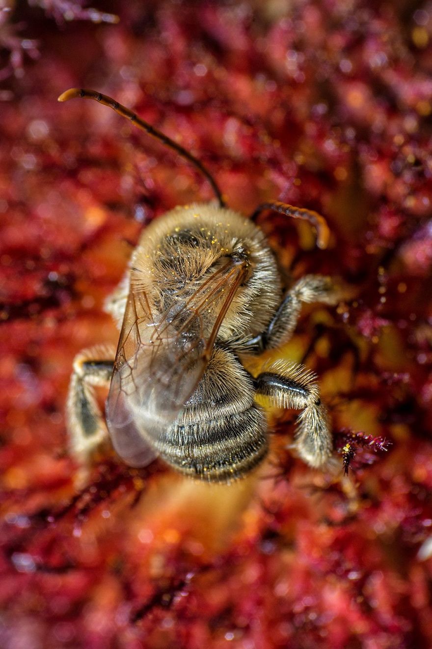 capture bees macro photos 