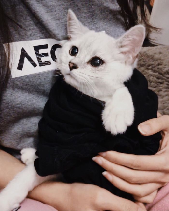 Purrito