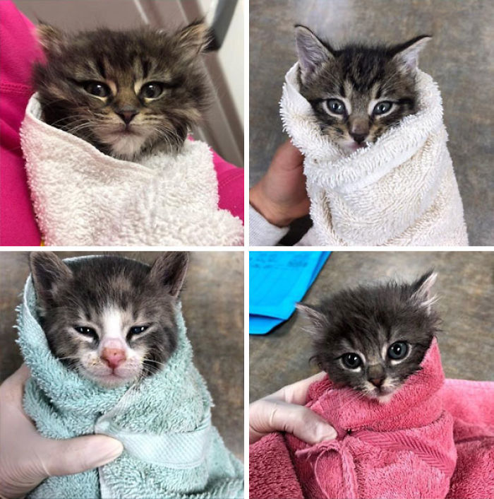 Purrito
