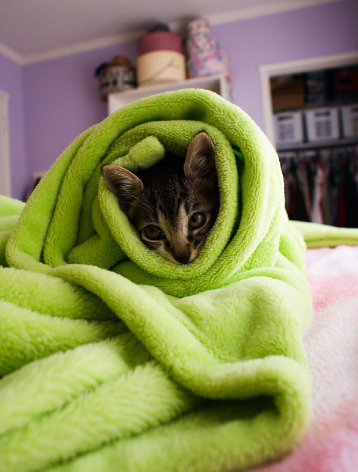 Purrito